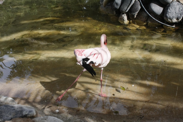 Un flamant rose à queue rouge marche dans l'eau.