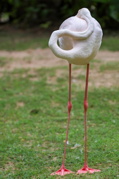 Le flamant rose se lève et dort dans le jardin naturel