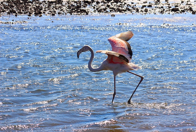 Le flamant rose solitaire d'Afrique se promène dans le lagon