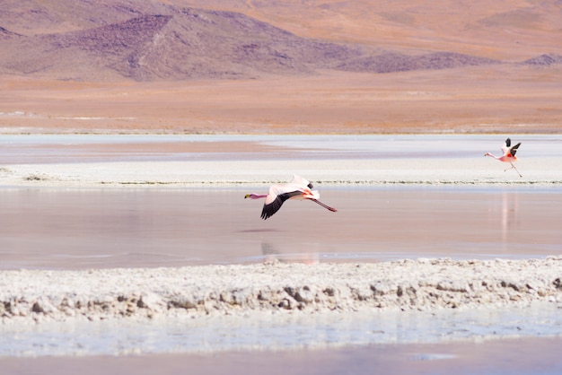 Flamant rose survolant le lac salé dans les Andes boliviennes