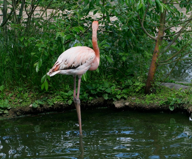 Le flamant rose unique au zoo