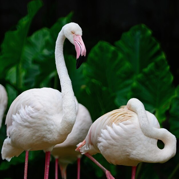 Flamant rose