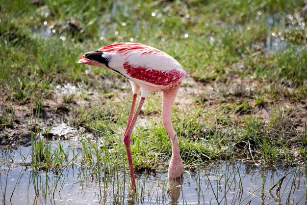 Flamants roses au lac Amboseli au Kenya