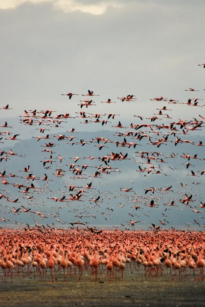 Photo les flamants roses au lac nakuru