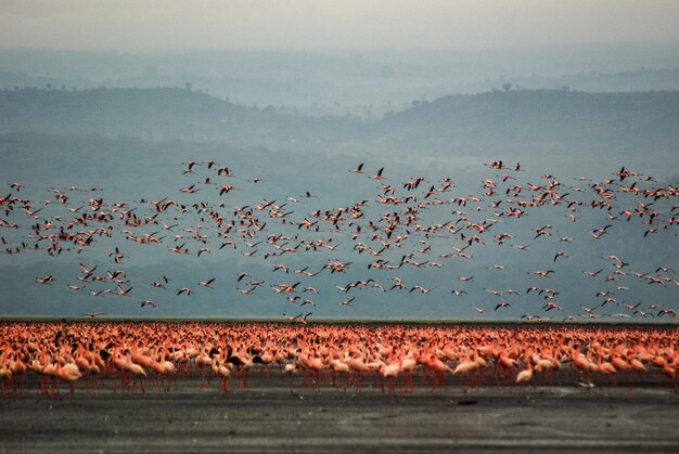 Les flamants roses au lac Nakuru