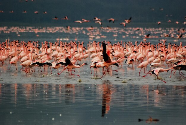 Photo les flamants roses au lac nakuru