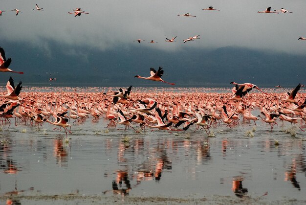 Photo les flamants roses au lac nakuru