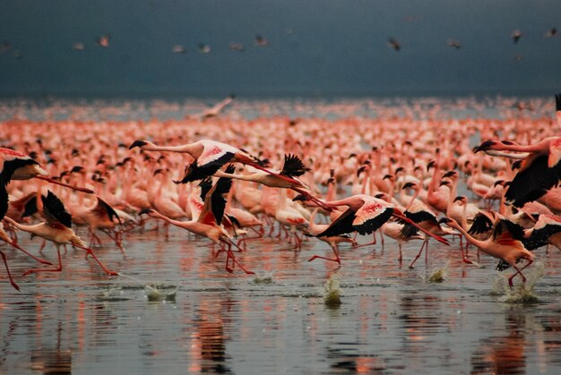 Les flamants roses au lac Nakuru