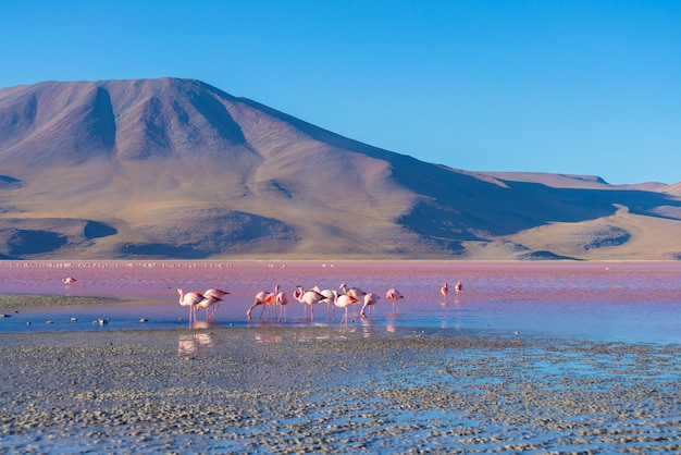 Flamants roses au lac