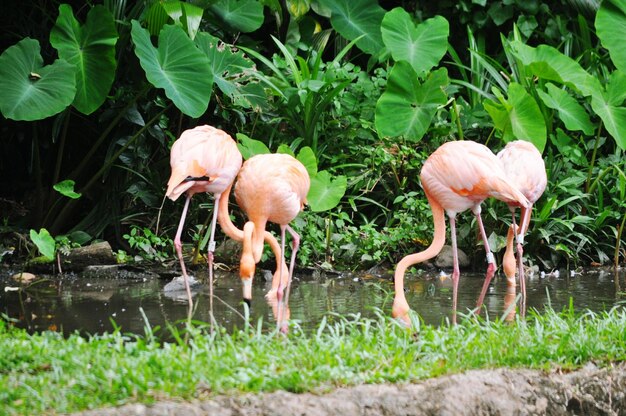 Les flamants roses dans l'étang par les plantes