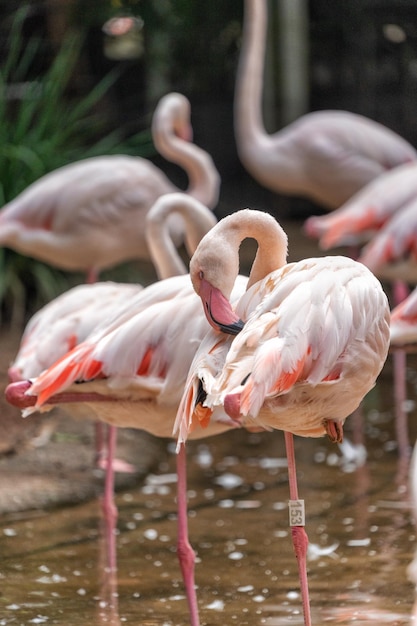 Les flamants roses dans la forêt tropicale du Brésil