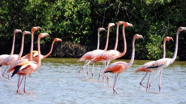 Des flamants roses dans le lac contre les arbres