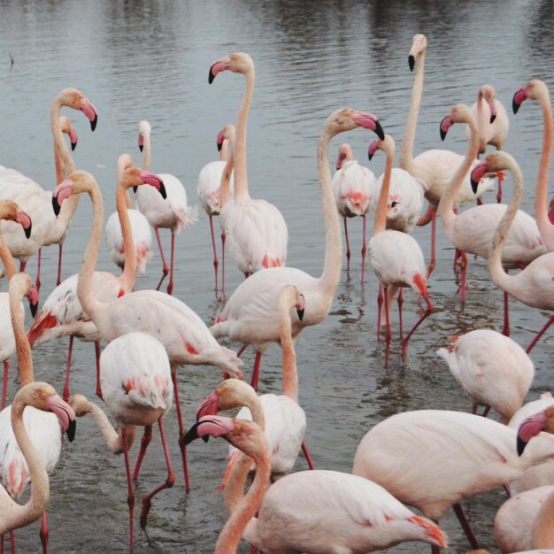 Les flamants roses dans le lac