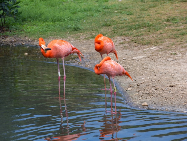 Flamants roses dans un lac