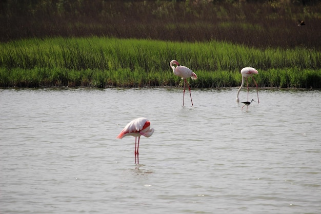 Flamants roses dans la Laguna de Fuente de Piedra dans la province de Malaga Espagne