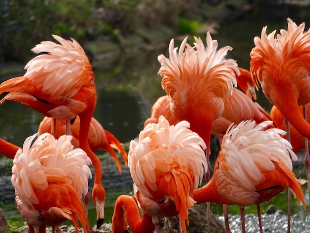 Photo des flamants roses dans le parc