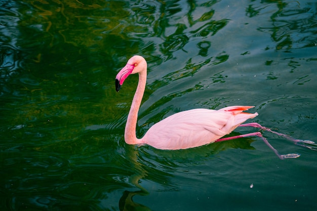 Flamants roses dans la rivière