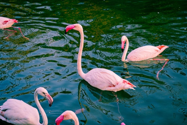 Flamants roses dans la rivière