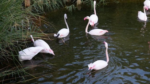 Flamants roses dans la rivière