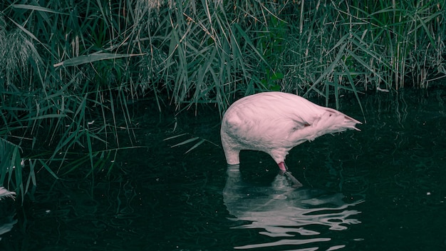 Flamants roses dans la rivière