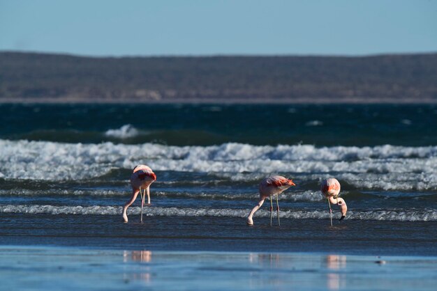 Flamants roses dans seascapePeninsula Valdes Patagonie Argentine