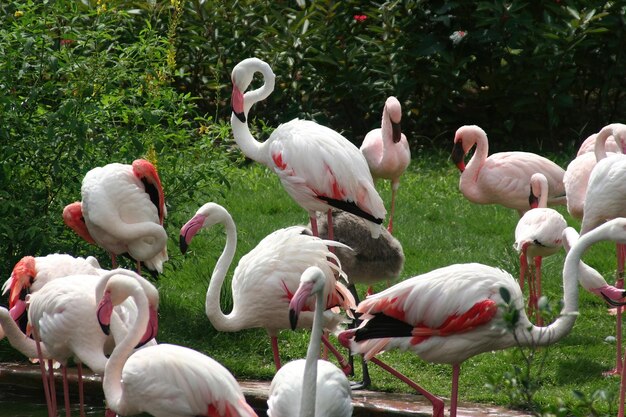 Flamants roses dans un zoo à Hong Kong