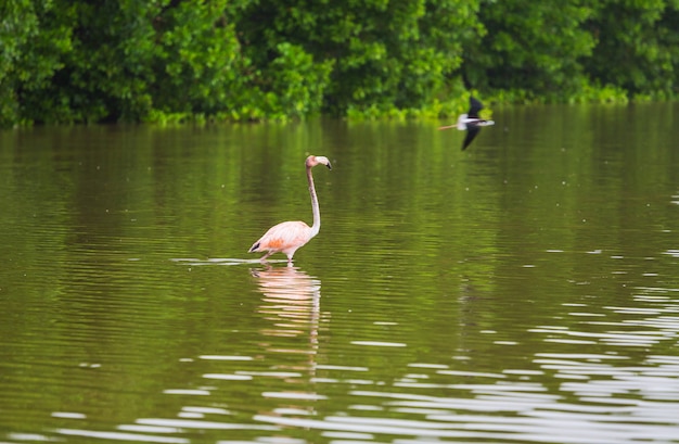 Les flamants roses du Mexique pataugent dans le lagon