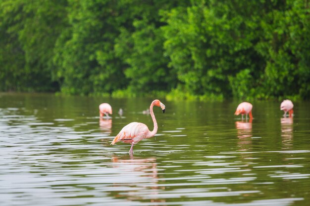 Les flamants roses du Mexique pataugent dans le lagon