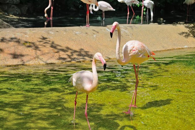 Flamants roses sur l'eau