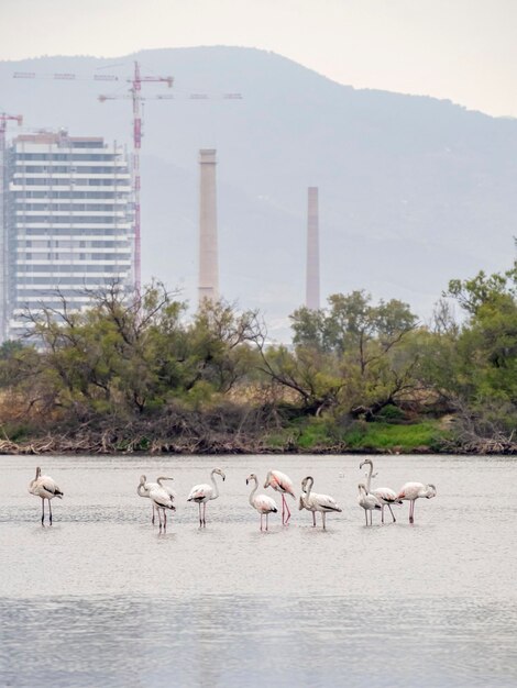 Flamants roses à l'embouchure de la rivière Malaga Espagne Bâtiments de la ville en arrière-plan l'intégration