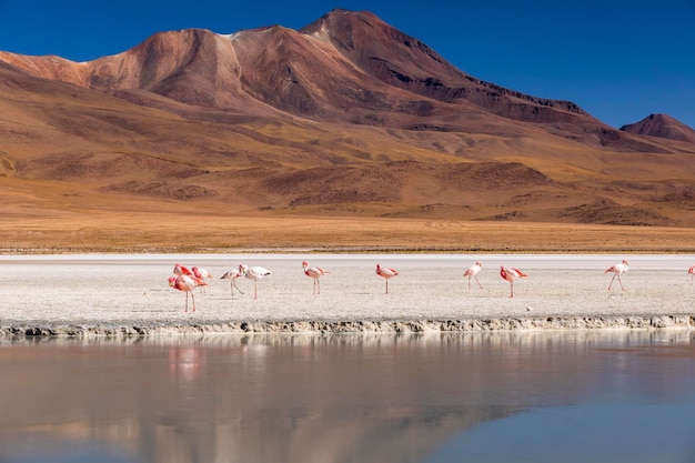 Flamants roses sur le lac des Andes dans la partie sud de la Bolivie