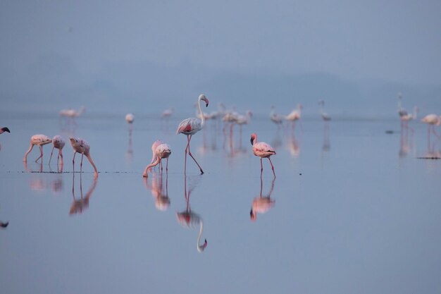 Des flamants roses sur le lac à la recherche de nourriture