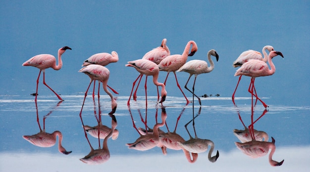 Flamants roses sur le lac avec reflet