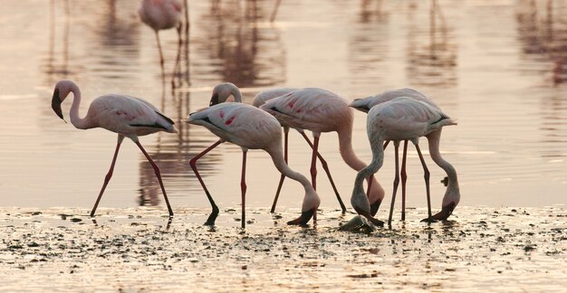 Flamants roses sur le lac avec reflet