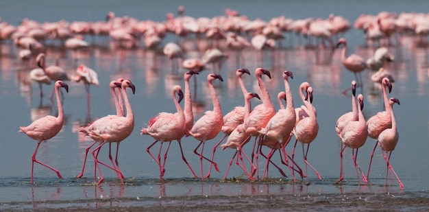 Flamants roses sur le lac avec reflet