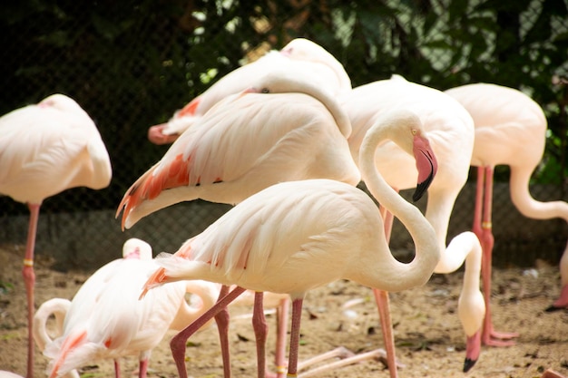 Flamants roses ou oiseaux flamants roses en cage dans un parc public à Bangkok en Thaïlande pour les Thaïlandais et les voyageurs étrangers visitant et voyageant à pied