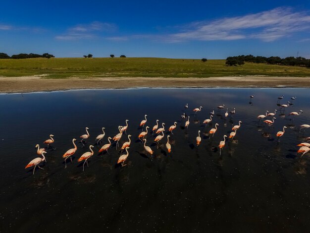 Flamants Roses à La Pampa Argentine