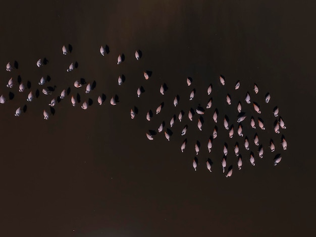 Flamants Roses en Patagonie vue aérienneArgentine