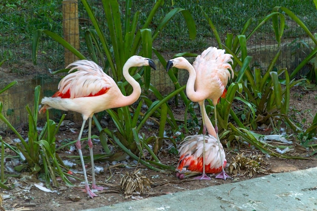 Photo flamants roses en plein air dans un lac à rio de janeiro au brésil.