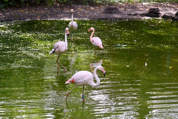 Flamants roses près de l'étang