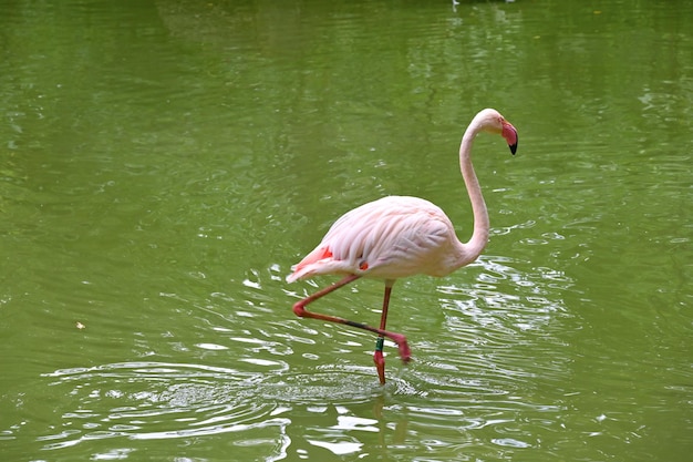 Flamants roses près de l'étang