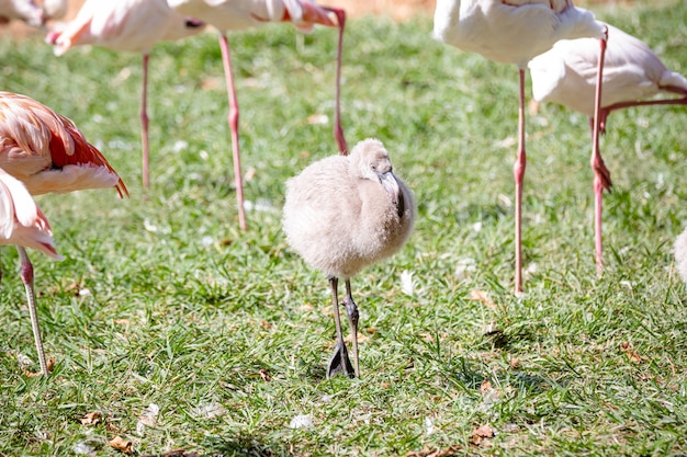 Flamants roses se nourrissant au lac