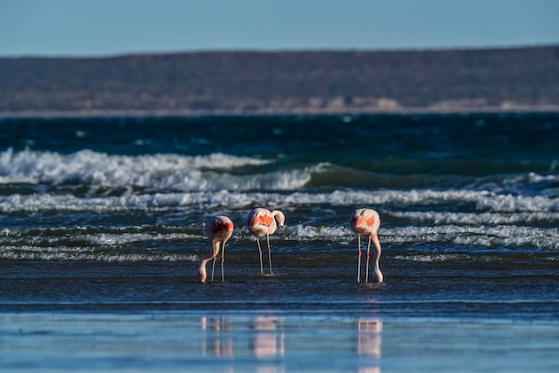 Flamants roses se nourrissant d'une beachPeninsula Valdes Patagonie Argentine
