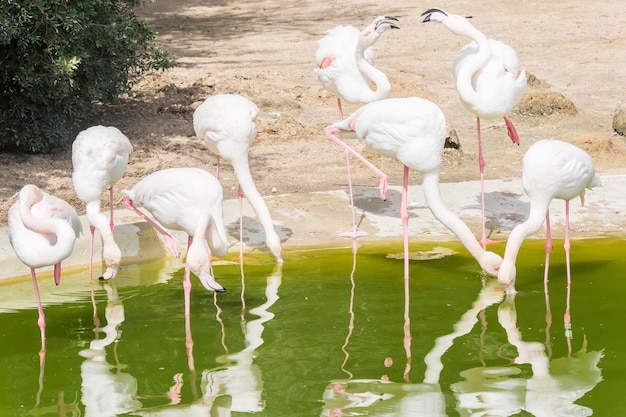 Flamants roses se reposant au bord d'un étang