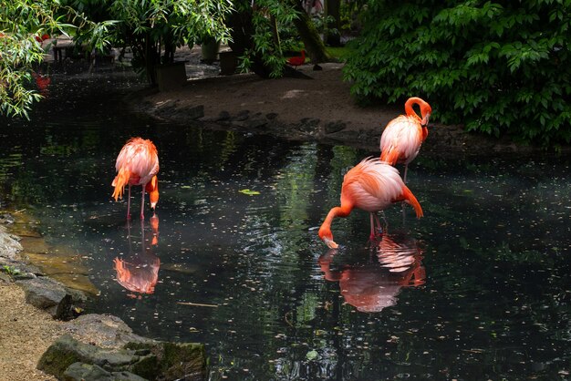 Les flamants roses se tiennent sur une jambe dans l'eau sale de l'étang dans un parc urbain protégé par la nature luxuriante