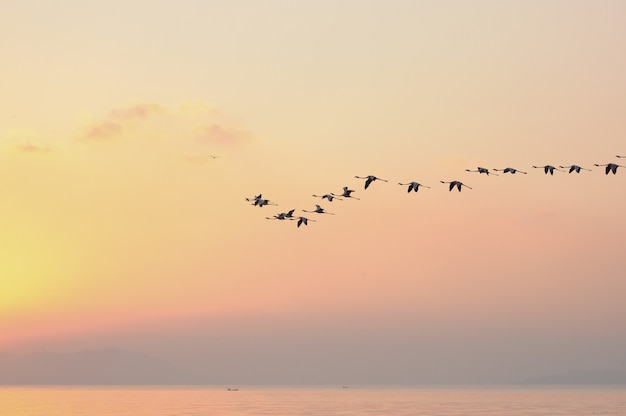 Flamants roses en vol oiseaux dans le ciel