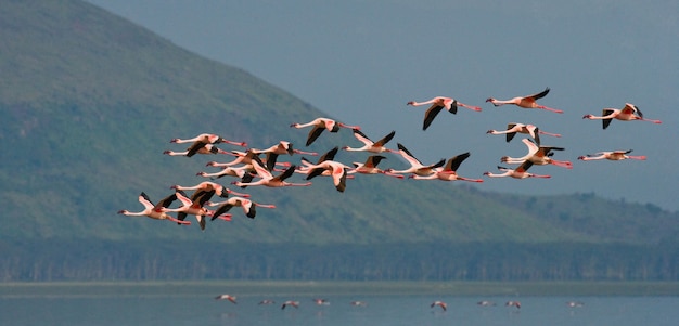 Flamants roses en vol