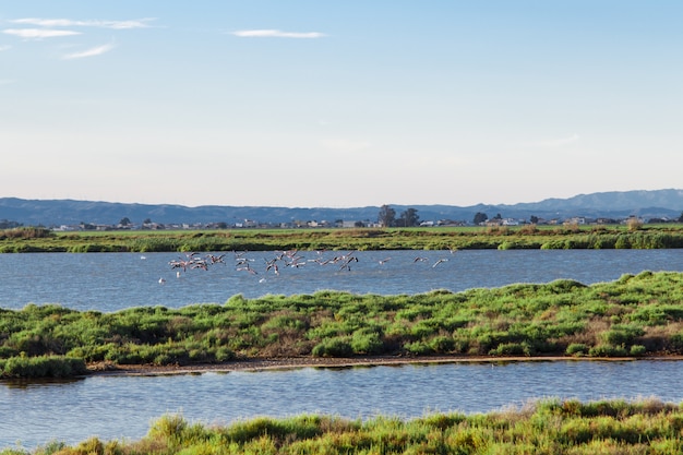 Photo flamants roses volant dans le parc naturel delta del ebro. catalogne