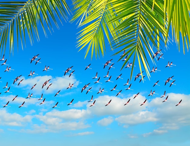 Flamants roses volant sous un cadre de palmier