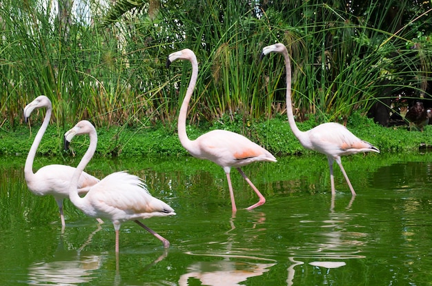 flamants roses